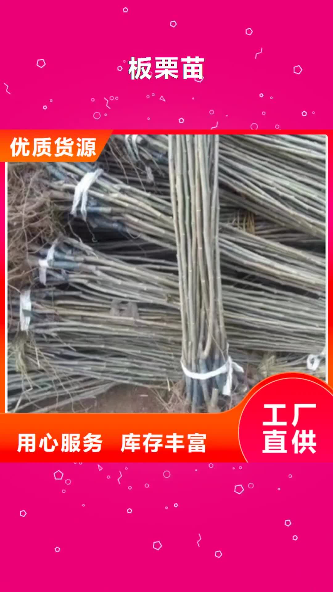 楚雄 板栗苗-【核桃苗】客户满意度高