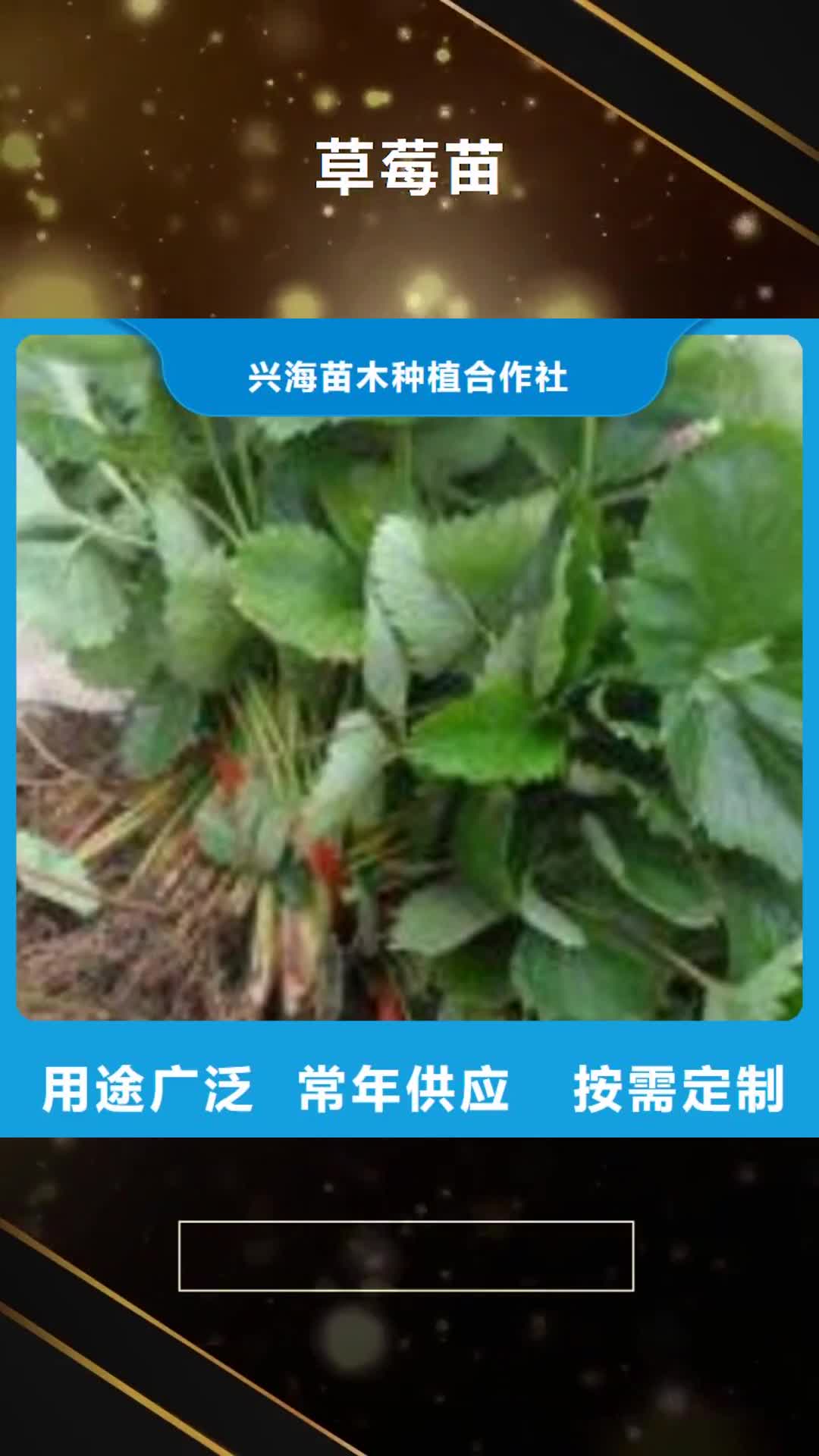 【黔南 草莓苗蓝莓苗随心所欲定制】