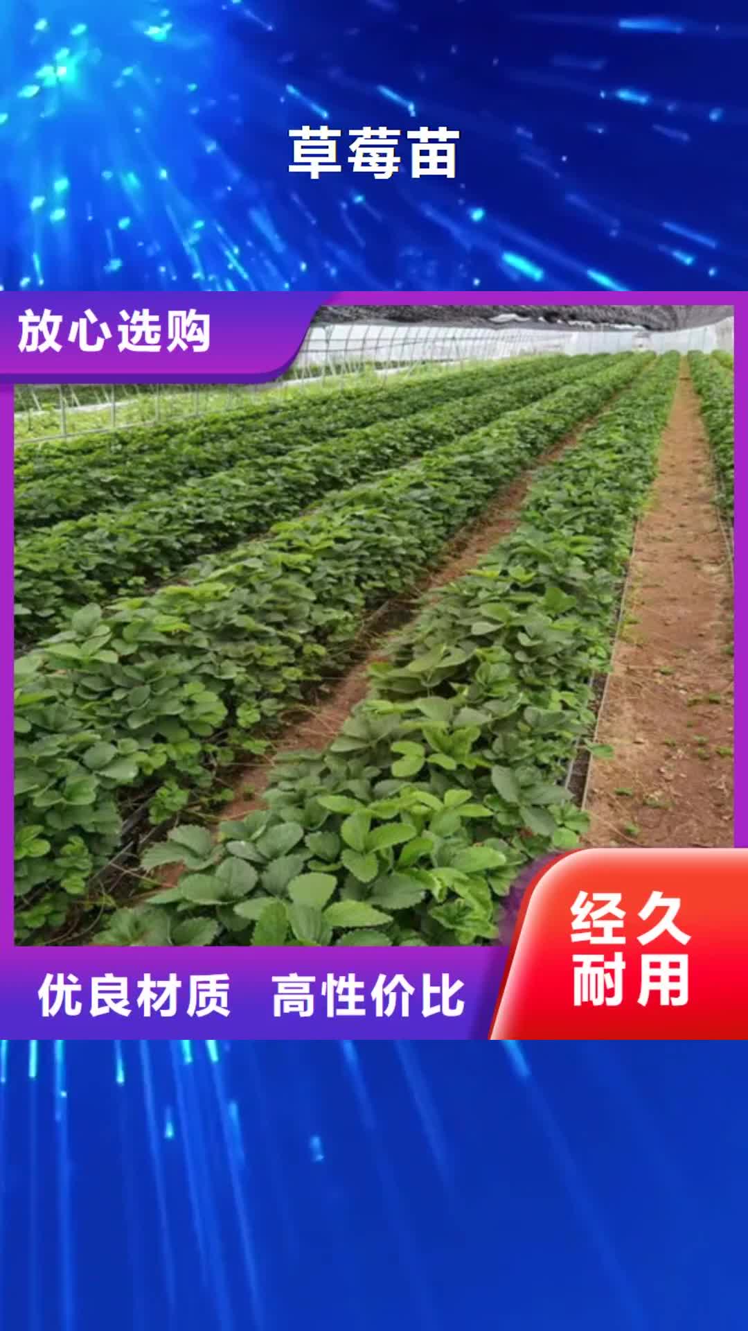 葫芦岛 草莓苗【梨树苗】优选原材