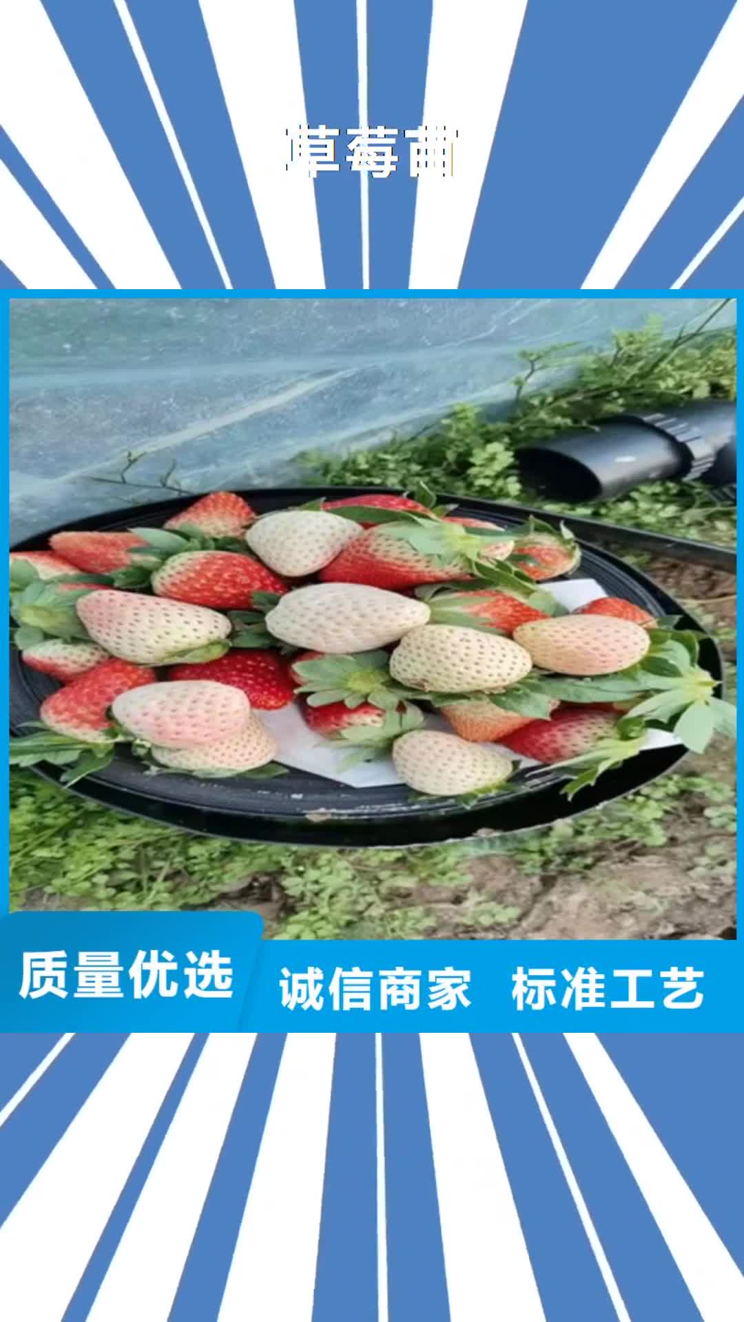【三明 草莓苗-花椒苗支持大批量采购】