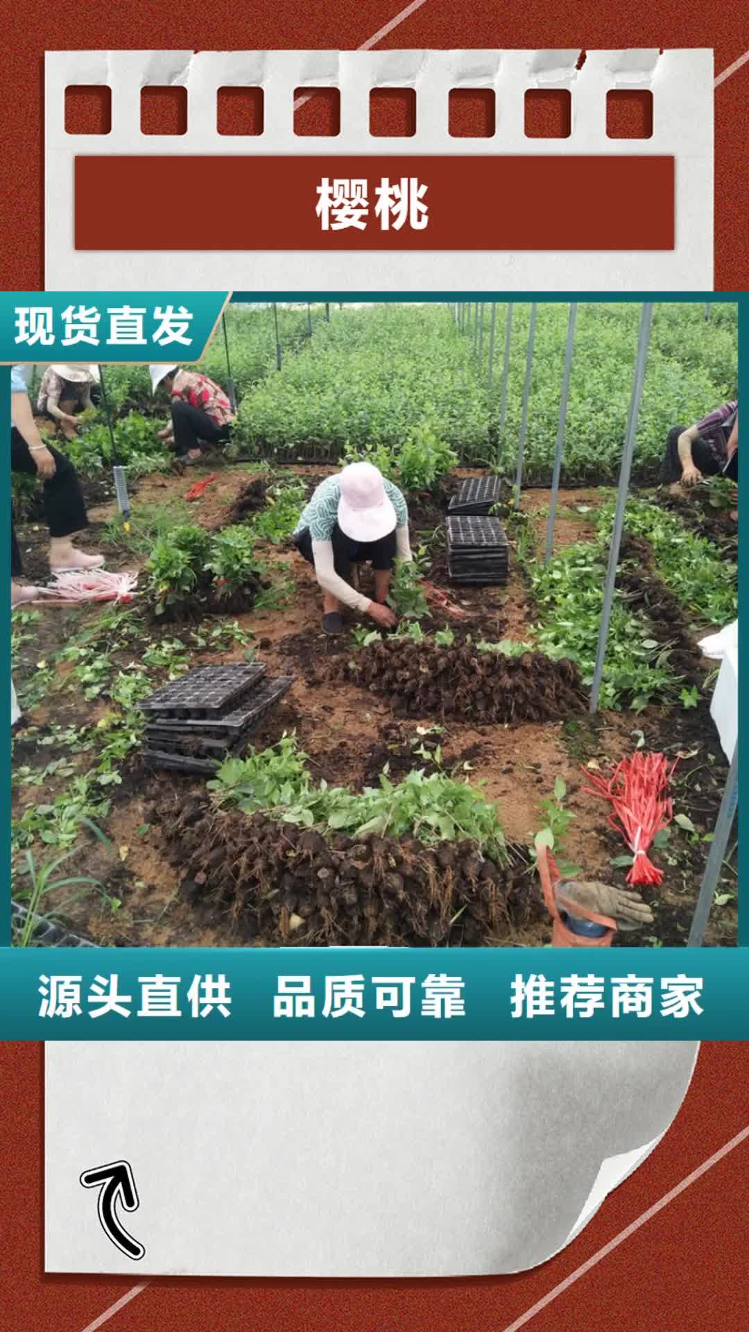 【江西 樱桃,苹果苗来电咨询】