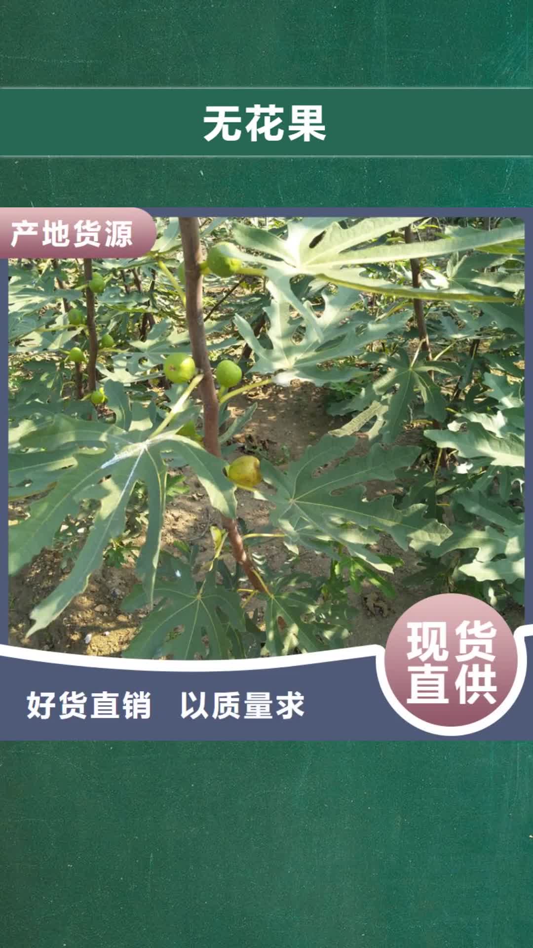 河南 无花果,【桃树苗】产地采购