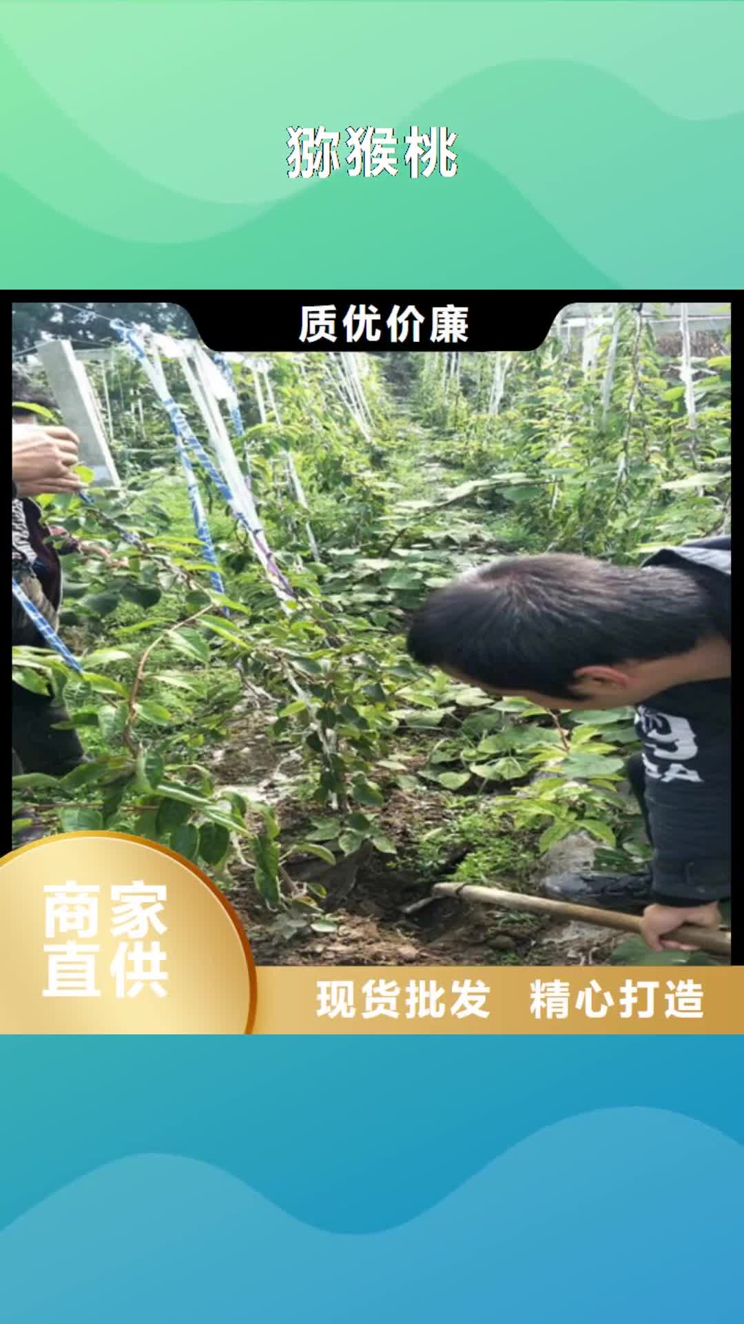 【宜春 猕猴桃苹果苗物美价优】