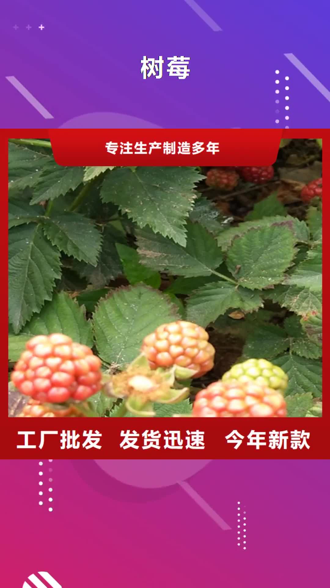 崇左 树莓_【桃树苗】优选厂商