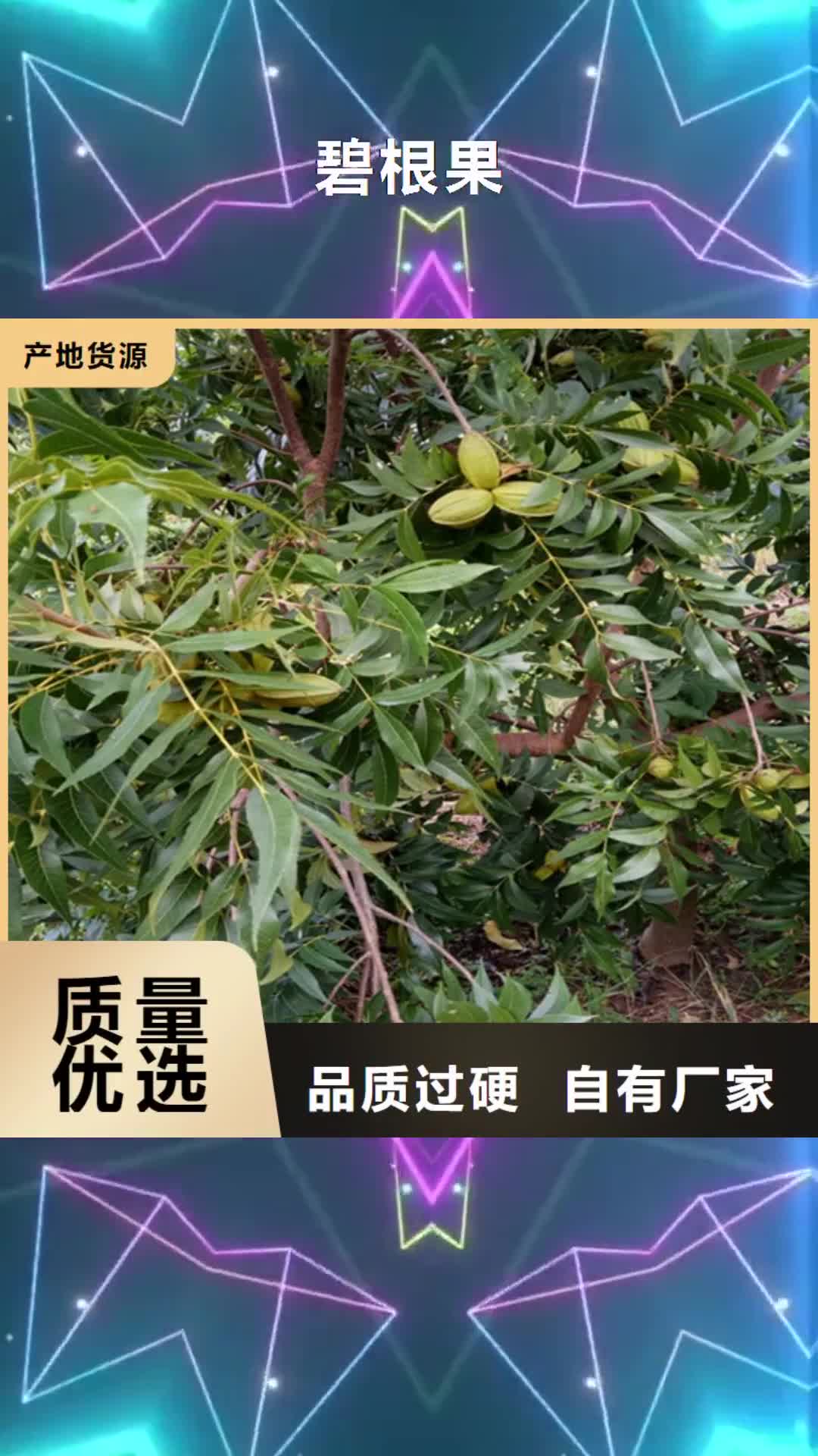 延安 碧根果【苹果苗】认准大品牌厂家