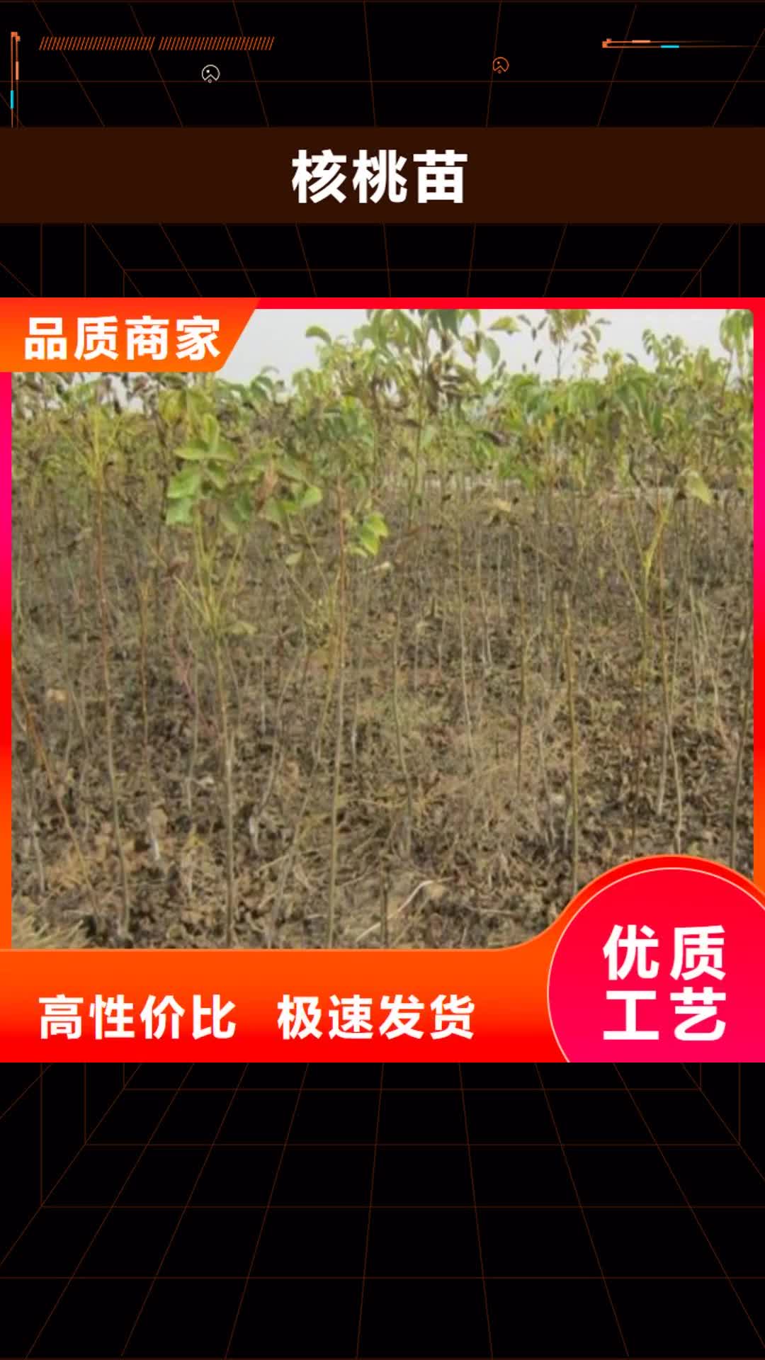 甘孜 核桃苗 【苹果苗基地】严格把控质量